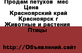 Продам петухов 7мес. › Цена ­ 700 - Красноярский край, Красноярск г. Животные и растения » Птицы   